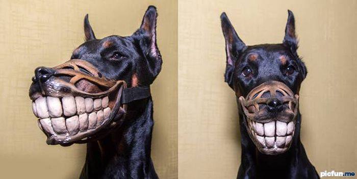 dog-smile.jpg