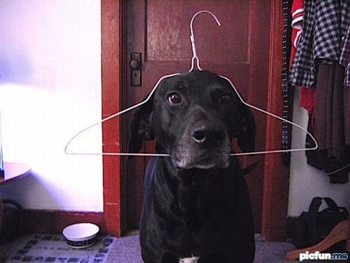 mr_dog_hanger.jpg