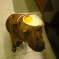 egg_dog.jpg