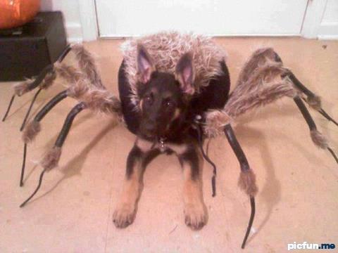 spider-dog.jpg