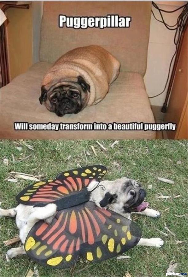 puggerpillar.jpg