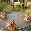tiger-bath.jpg