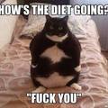 how-is-the-diet-going.jpg