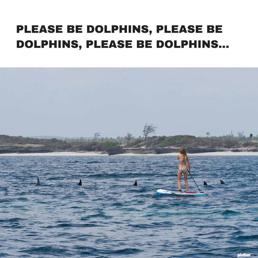 please-be-dolphins.jpg