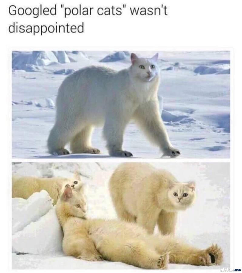polar-cats.jpg